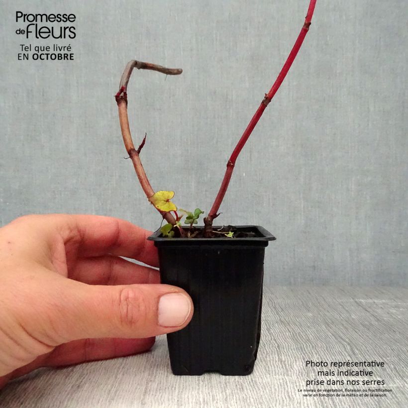 Exemplaar van Vaste boekweit - Fagopyrum dibotrys Kweekpotje van 8/9 cm zoals geleverd in de herfst