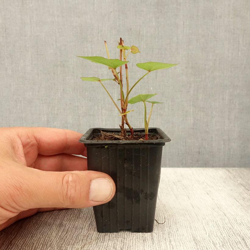 Exemplaar van Vaste boekweit - Fagopyrum dibotrys Kweekpotje van 8/9 cm zoals geleverd in de zomer