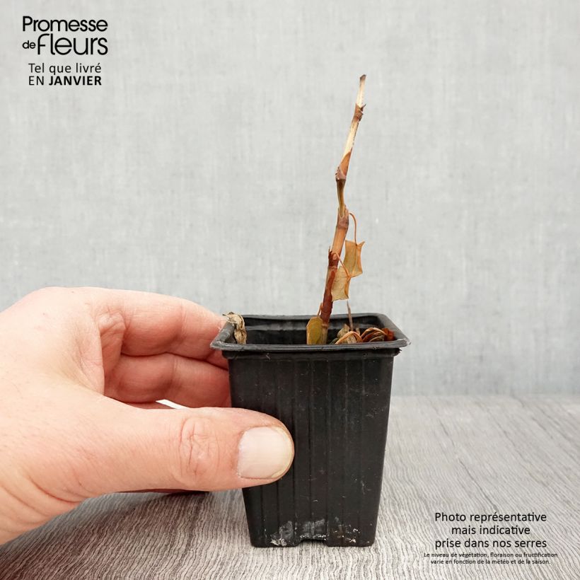 Exemplaar van Vaste boekweit - Fagopyrum dibotrys Kweekpotje van 8/9 cm zoals geleverd in de winter