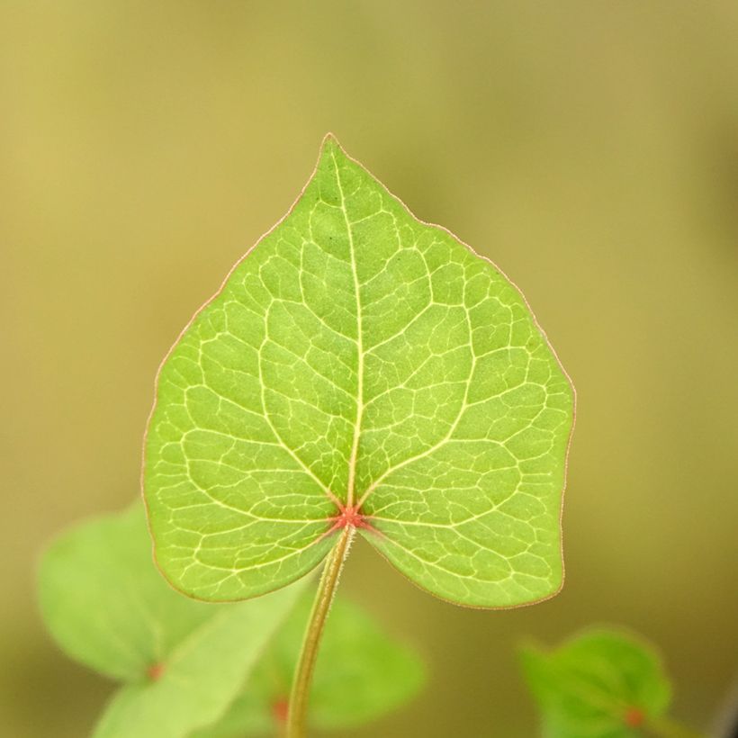 Vaste boekweit - Fagopyrum dibotrys (Blad)