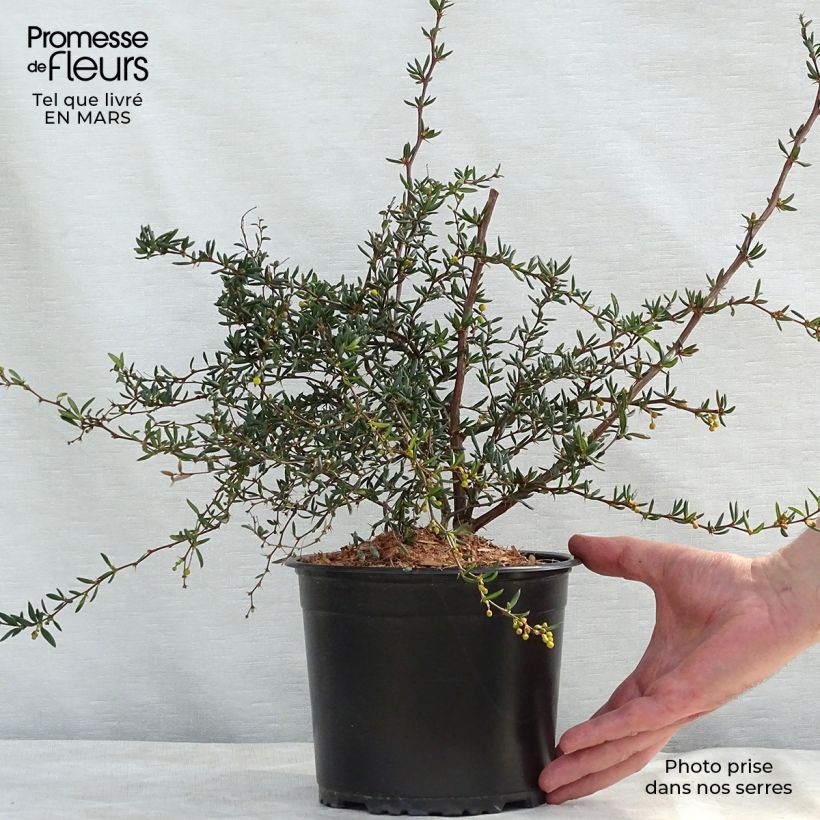 Exemplaar van Berberis stenophylla - Zuurbes Pot van 2 l/3 l zoals geleverd in de lente