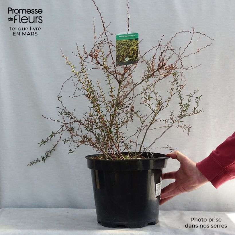 Example of Berberis stenophylla - Zuurbes Pot van 7,5 l/10 l as you get in hiver