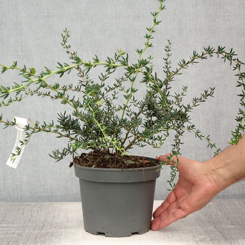Exemplaar van Berberis stenophylla - Zuurbes Pot van 2 l/3 l zoals geleverd in de zomer