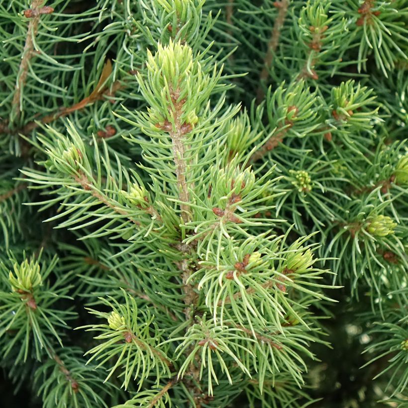Picea glauca Biesenthaler Frühling - Witte spar (Blad)