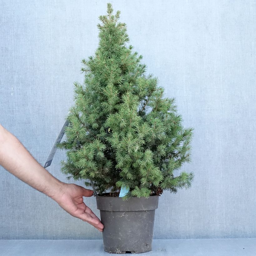 Exemplaar van Picea glauca Biesenthaler Frühling - Witte spar Pot van 4 l/5 l zoals geleverd in de zomer