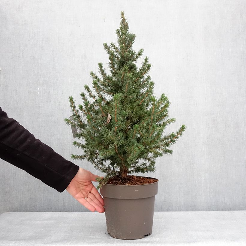 Example of Epinette blanche - Picea glauca Biesenthaler Frühling Pot van 4 l/5 l as you get in hiver