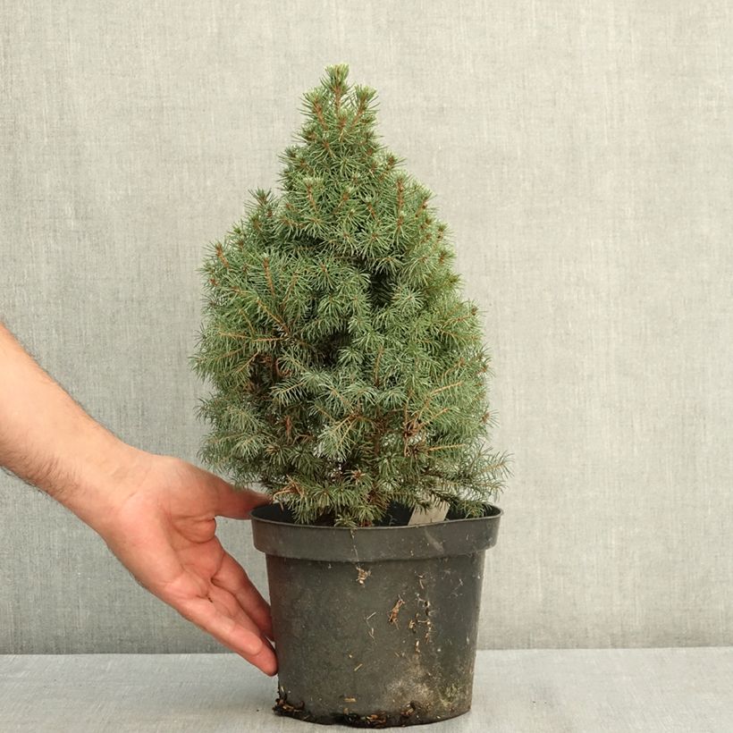 Exemplaar van Picea glauca Conica Blue - Witte spar Pot van 3 l/4 l zoals geleverd in de zomer