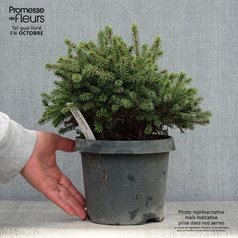Exemplaar van Picea glauca Echiniformis - Witte spar Pot van 2 l/3 l zoals geleverd in de herfst
