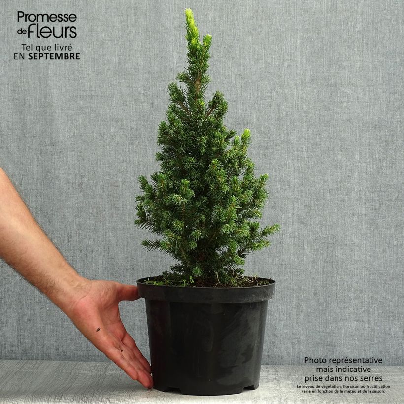 Exemplaar van Picea glauca Rainbow's End - Witte spar Pot van 2 l/3 l zoals geleverd in de zomer