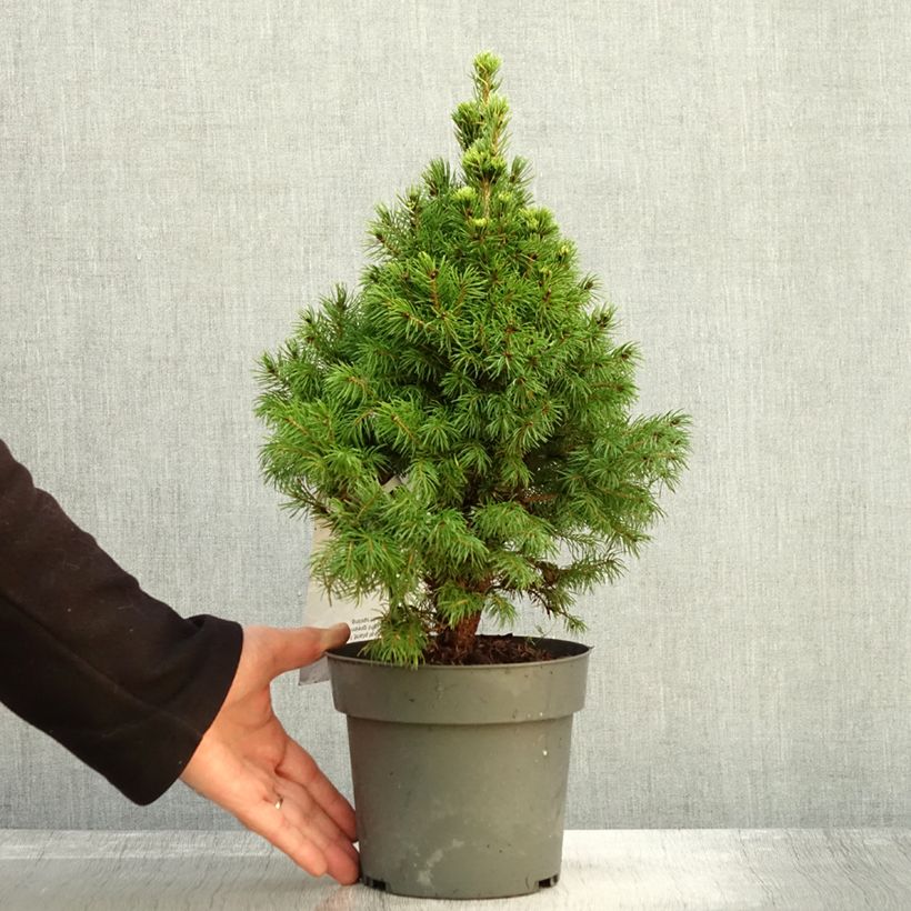 Exemplaar van Picea glauca Sun on the Sky - Witte spar Pot van 2 l/3 l zoals geleverd in de herfst