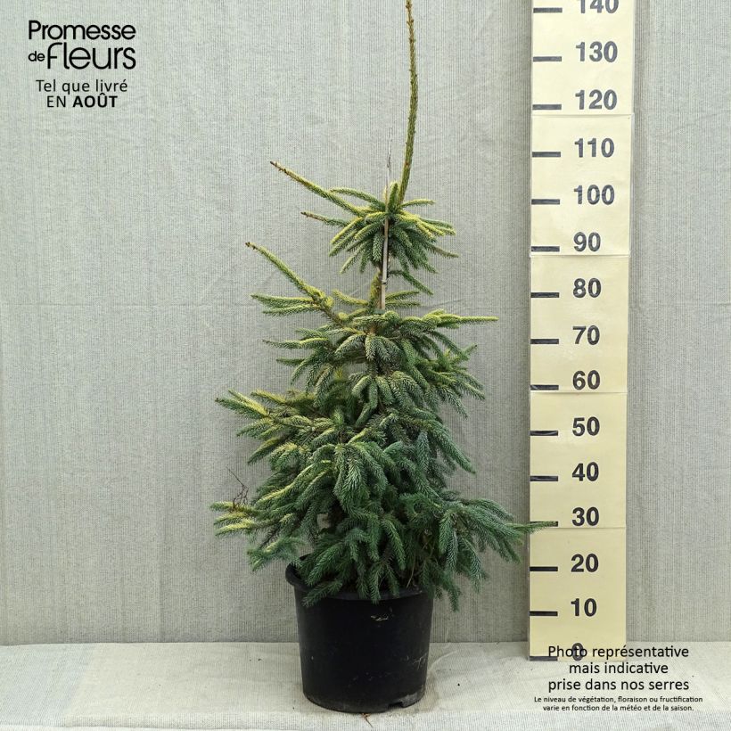 Exemplaar van Picea mariana Aurea - Zwarte spar Pot van 12 l/15 l zoals geleverd in de zomer