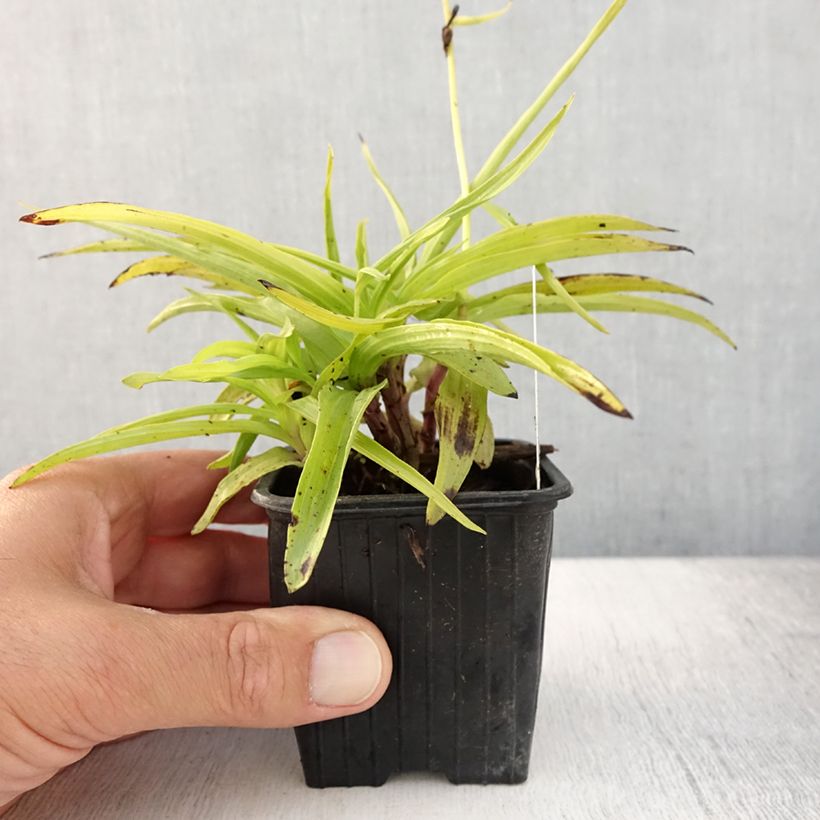 Exemplaar van Epipactis palustris - Moeraswespenorchis Kweekpotje van 8/9 cm zoals geleverd in de zomer