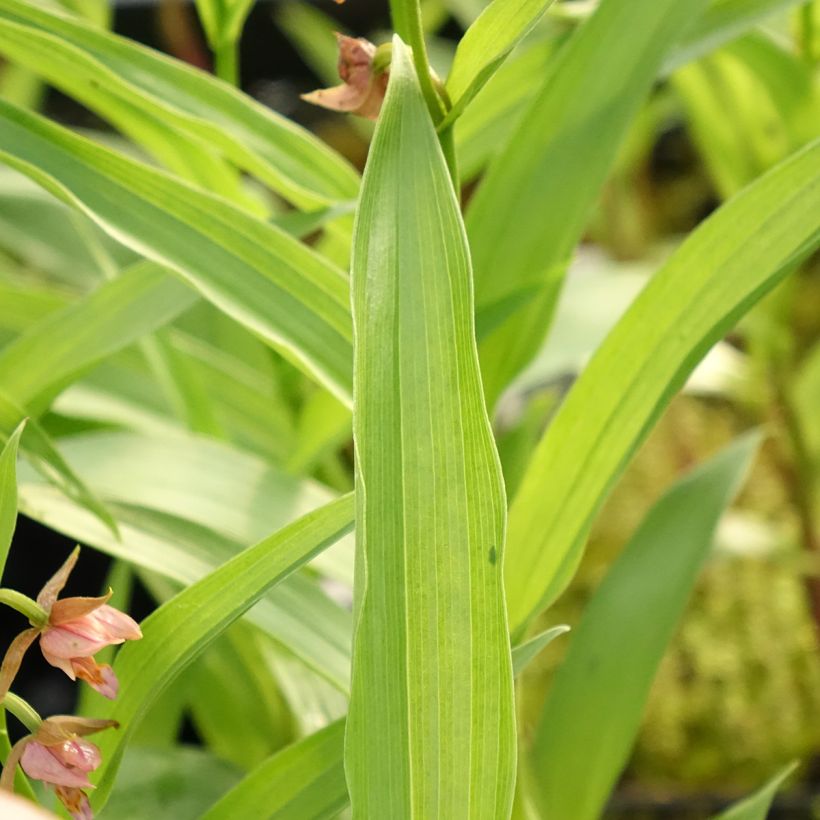Epipactis Sabine - Wespenorchis (Blad)