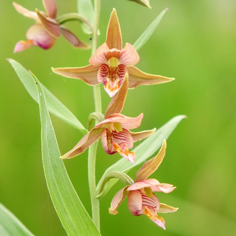 Epipactis Sabine - Wespenorchis (Bloei)