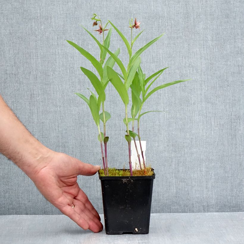 Exemplaar van Epipactis Sabine - Wespenorchis Pot van 1 l/1,5 l zoals geleverd in de zomer
