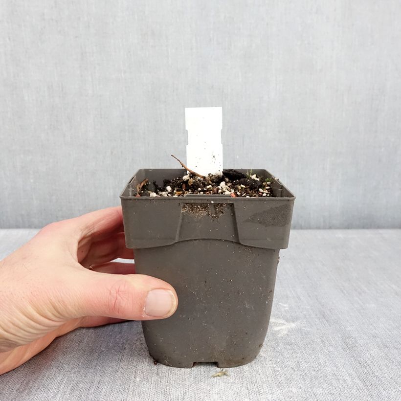 Example of Epipactis Sabine - Orchidée de jardin Pot van 1 l/1,5 l as you get in hiver