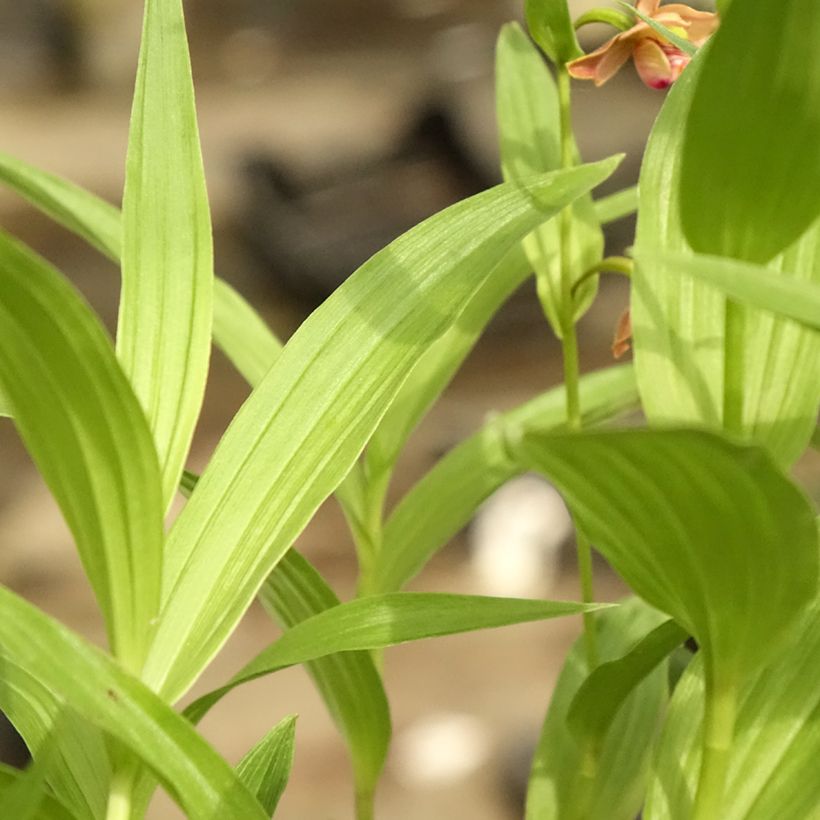 Epipactis thunbergii gigantea - Wespenorchis (Blad)