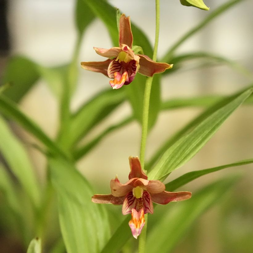 Epipactis thunbergii gigantea - Wespenorchis (Bloei)