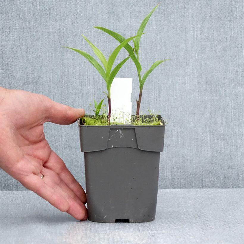 Exemplaar van Epipactis thunbergii gigantea - Wespenorchis Pot van 1 l/1,5 l zoals geleverd in de zomer