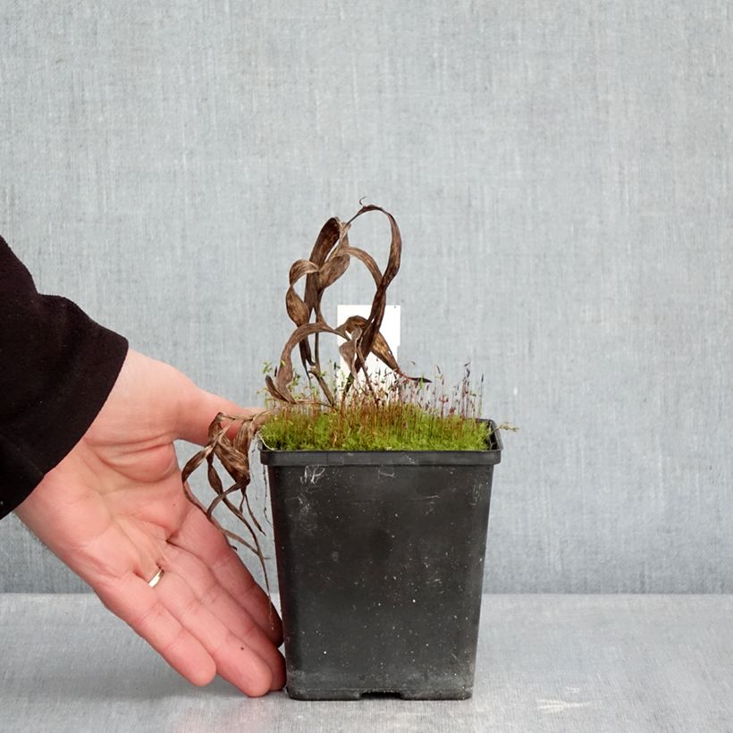 Example of Epipactis thunbergii x gigantea - Orchidée de jardin Pot van 1 l/1,5 l as you get in hiver