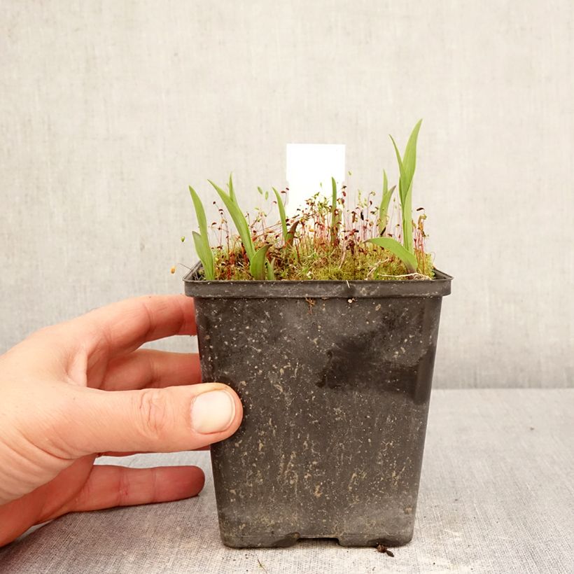 Exemplaar van Epipactis thunbergii gigantea - Wespenorchis Pot van 1 l/1,5 l zoals geleverd in de lente