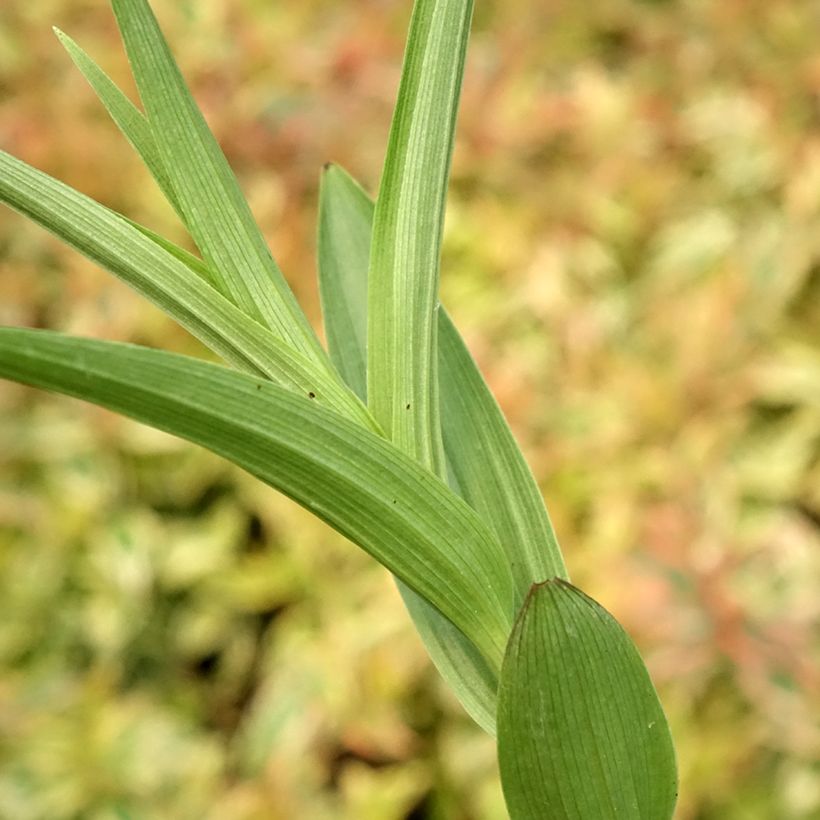 Epipactis veratrifolia - Wespenorchis (Blad)