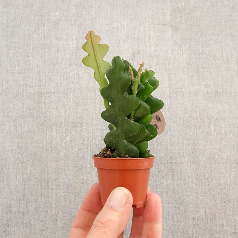 Exemplaar van Epiphyllum anguliger - Zaagcactus Mini-kamerplanten zoals geleverd in de lente