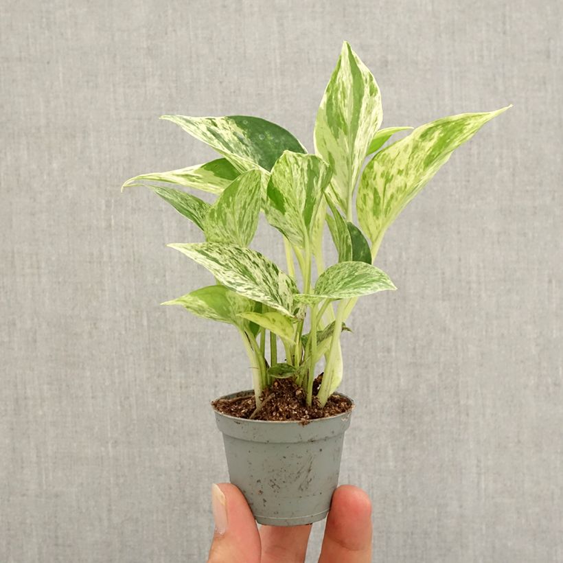 Example of Pothos Marble Queen - Epipremnum aureum Mini-plante as you get in automne