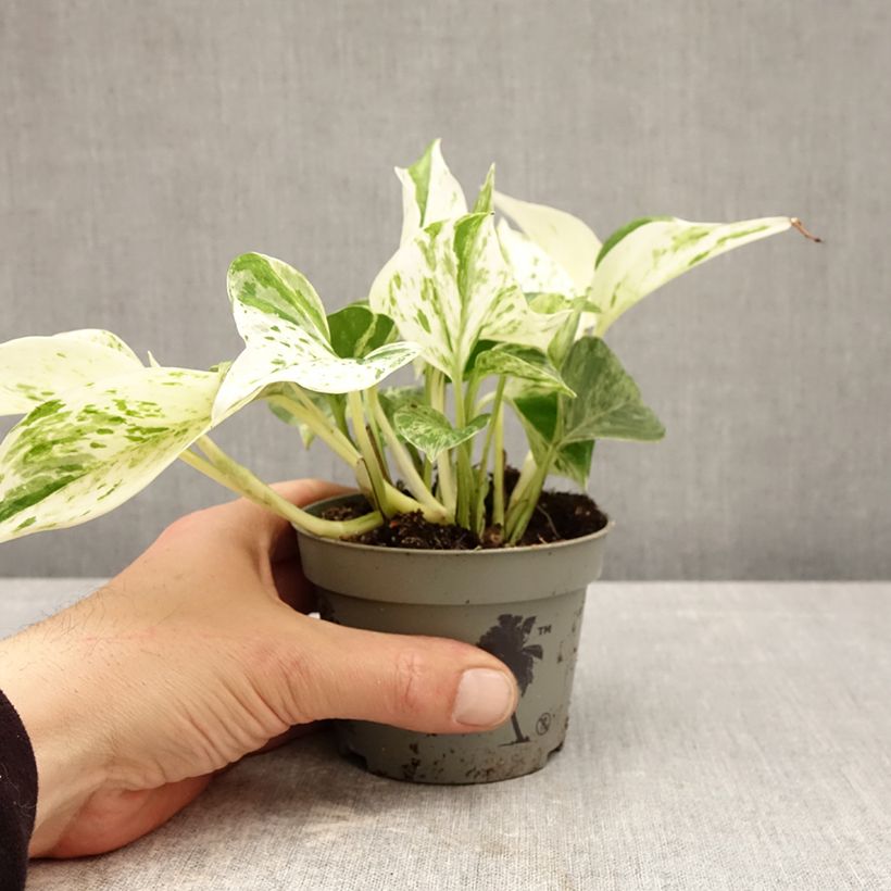 Exemplaar van Pothos Marble Queen - Epipremnum aureum Pot van 10 cm/11 cm zoals geleverd in de lente