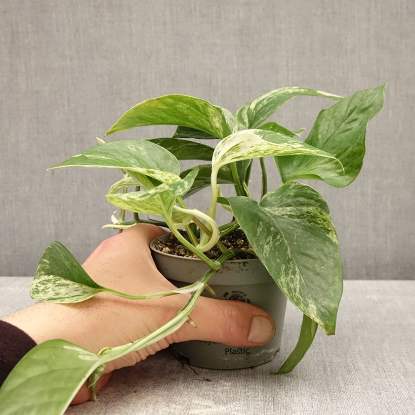 Exemplaar van Pothos - Epipremnum aureum Pot van 10 cm/11 cm zoals geleverd in de lente