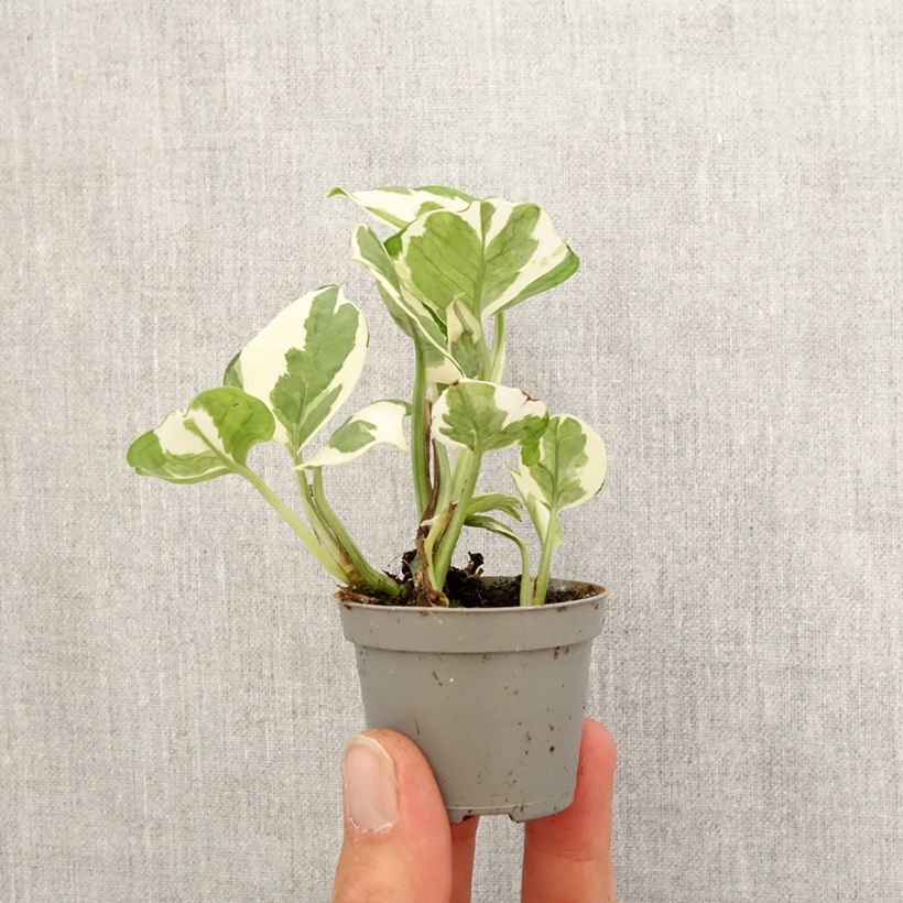 Example of Pothos N'joy - Epipremnum Mini-plante as you get in printemps