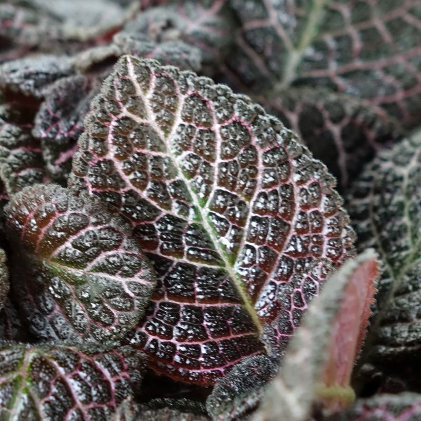 Episcia Country Brilliance (Blad)