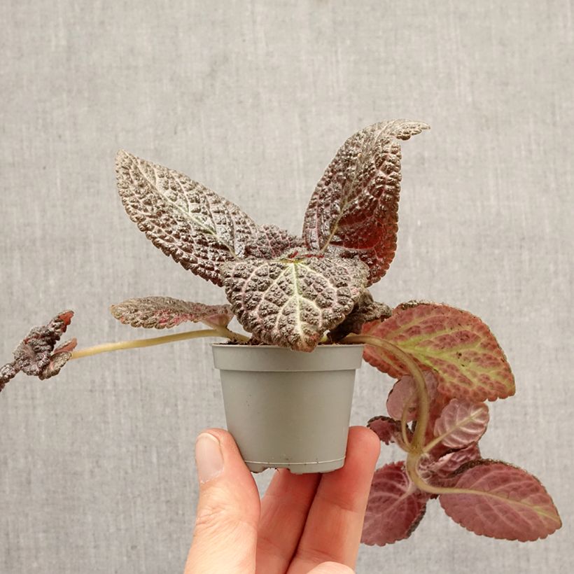 Exemplaar van Episcia Country Brilliance Mini-kamerplanten zoals geleverd in de lente