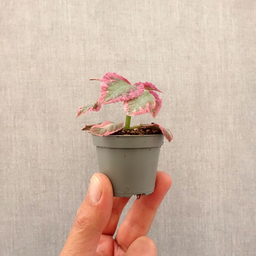 Exemplaar van Episcia Pink Brocade - Vlamviolet Mini-kamerplanten zoals geleverd in de lente