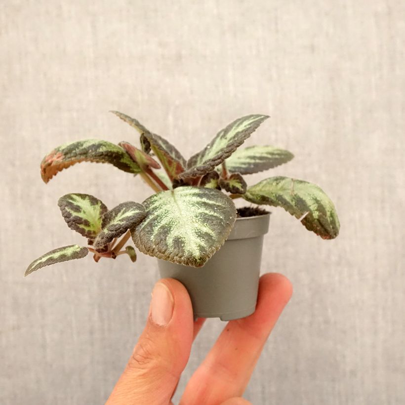 Exemplaar van Episcia Silver Shield - Vlamviolet Mini-kamerplanten zoals geleverd in de lente