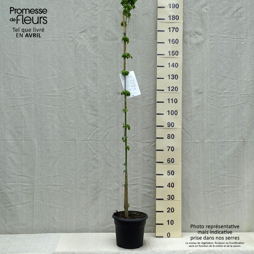 Exemplaar van Acer negundo - Vederesdoorn Pot van 7,5 l/10 l zoals geleverd in de lente