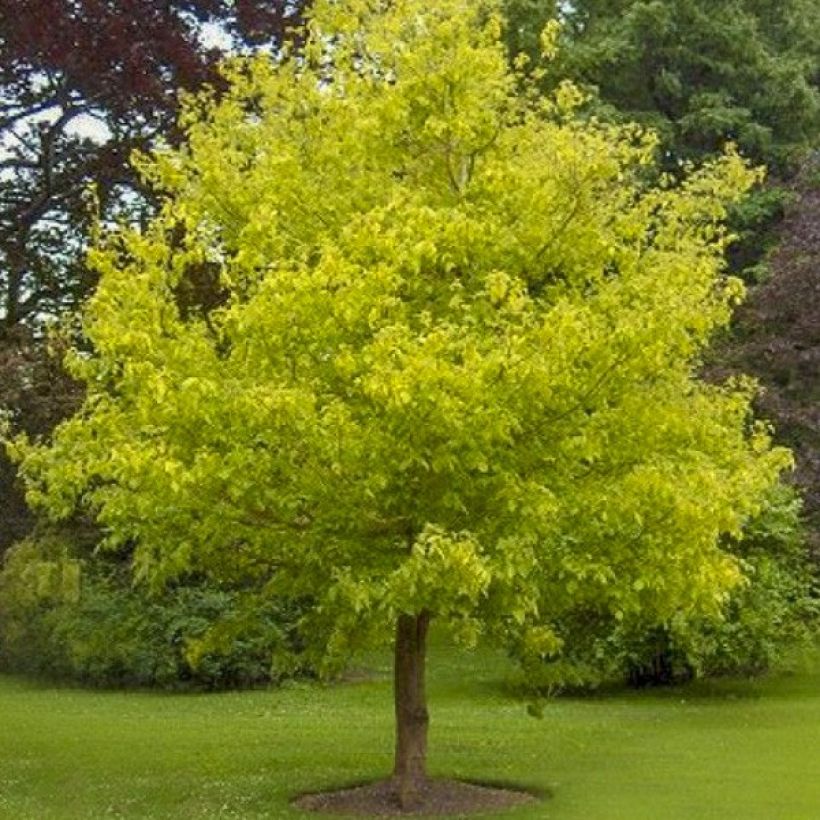 Acer negundo Kellys Gold - Vederesdoorn (Groeiplaats)
