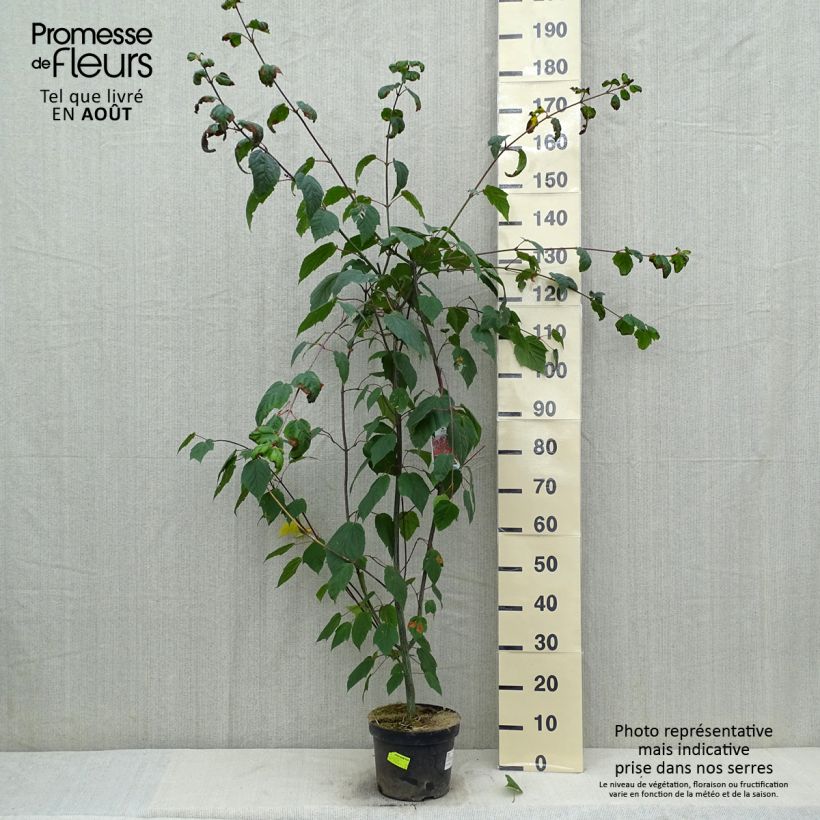 Exemplaar van Acer capillipes - Slangenhuidesdoorn Pot van 7,5 l/10 l, Kroonhoogte zoals geleverd in de zomer