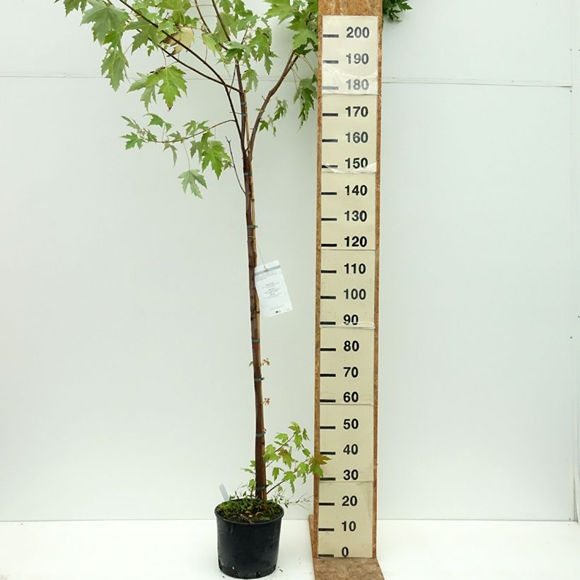 Exemplaar van Acer saccharinum - Zilveresdoorn Pot van 7,5 l/10 l zoals geleverd in de zomer