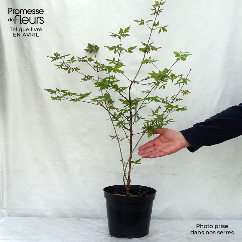 Exemplaar van Acer griseum - papieresdoorn Pot van 3 l/4 l zoals geleverd in de lente