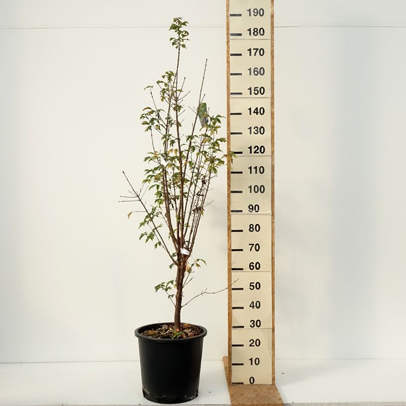 Exemplaar van Acer griseum - papieresdoorn Pot van 20 l/25 l zoals geleverd in de herfst
