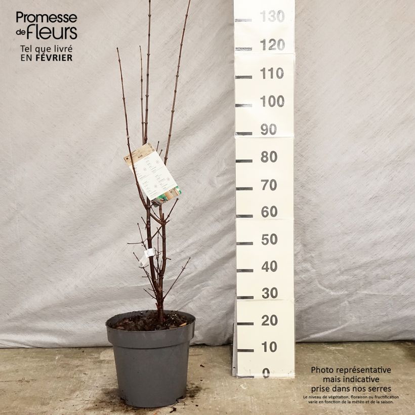 Example of Érable cannelle - Acer griseum Pot van 7,5 l/10 l as you get in hiver