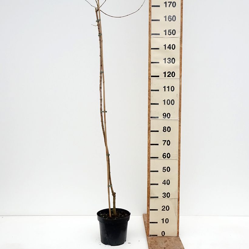 Exemplaar van Acer campestre Magic Spring - Veldesdoorn Pot van 7,5 l/10 l, Stengel zoals geleverd in de winter