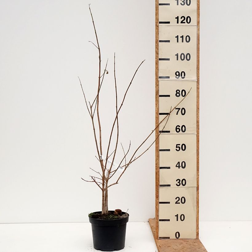 Exemplaar van Acer campestre - Veldesdoorn Pot van 4 l/5 l zoals geleverd in de herfst