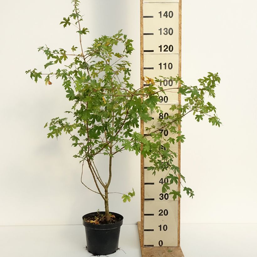 Exemplaar van Acer campestre - Veldesdoorn Pot van 4 l/5 l zoals geleverd in de zomer