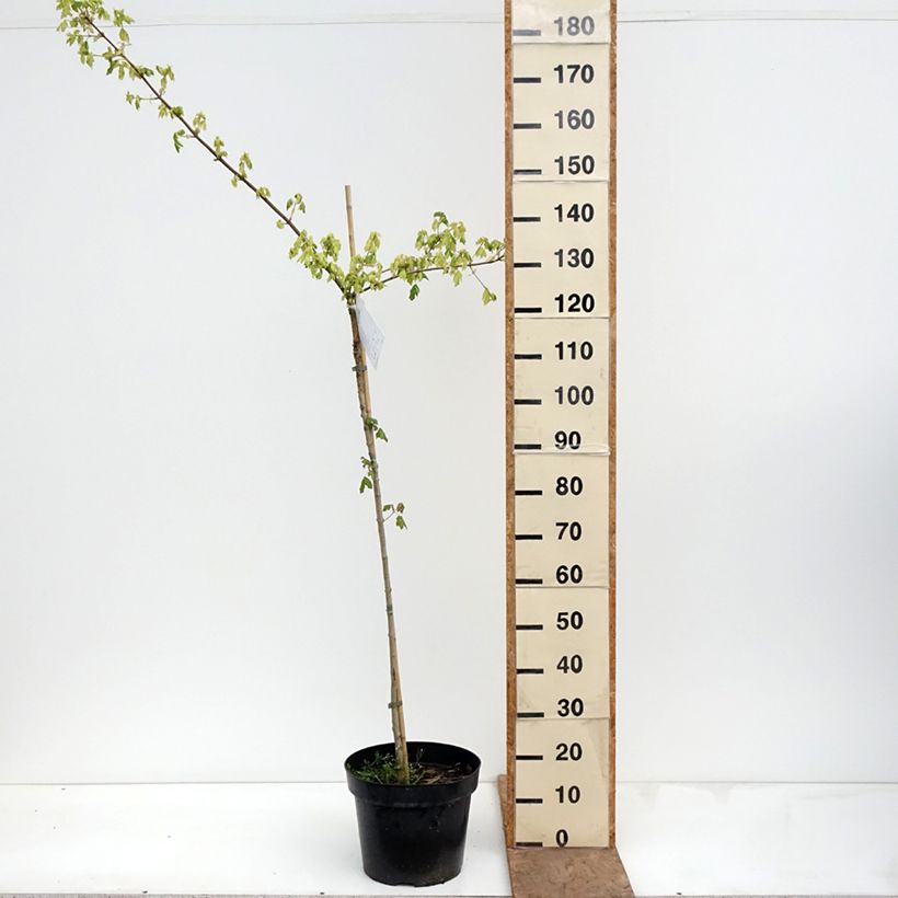 Exemplaar van Acer campestre Pulverulentum - Veldesdoorn Pot van 7,5 l/10 l, Stengel zoals geleverd in de lente