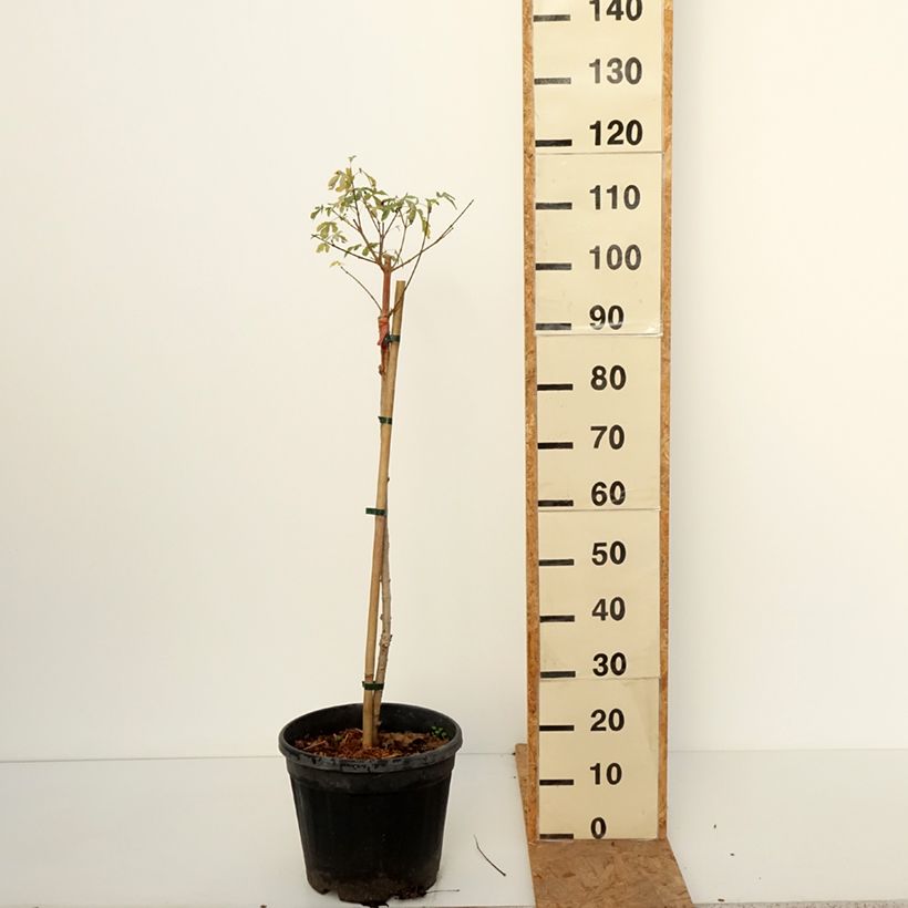 Example of Erable champêtre - Acer campestre Silver Celebration Pot van 7,5 l/10 l as you get in automne