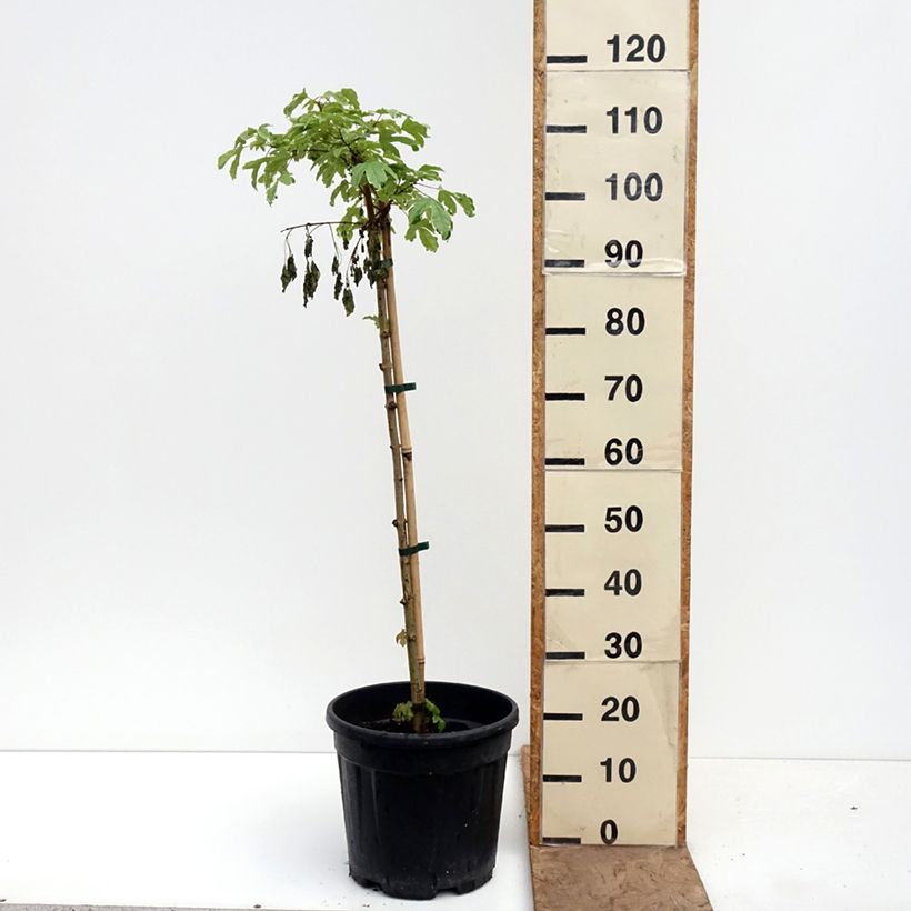 Exemplaar van Acer campestre Silver Celebration - Veldesdoorn Pot van 7,5 l/10 l, Stengel zoals geleverd in de lente