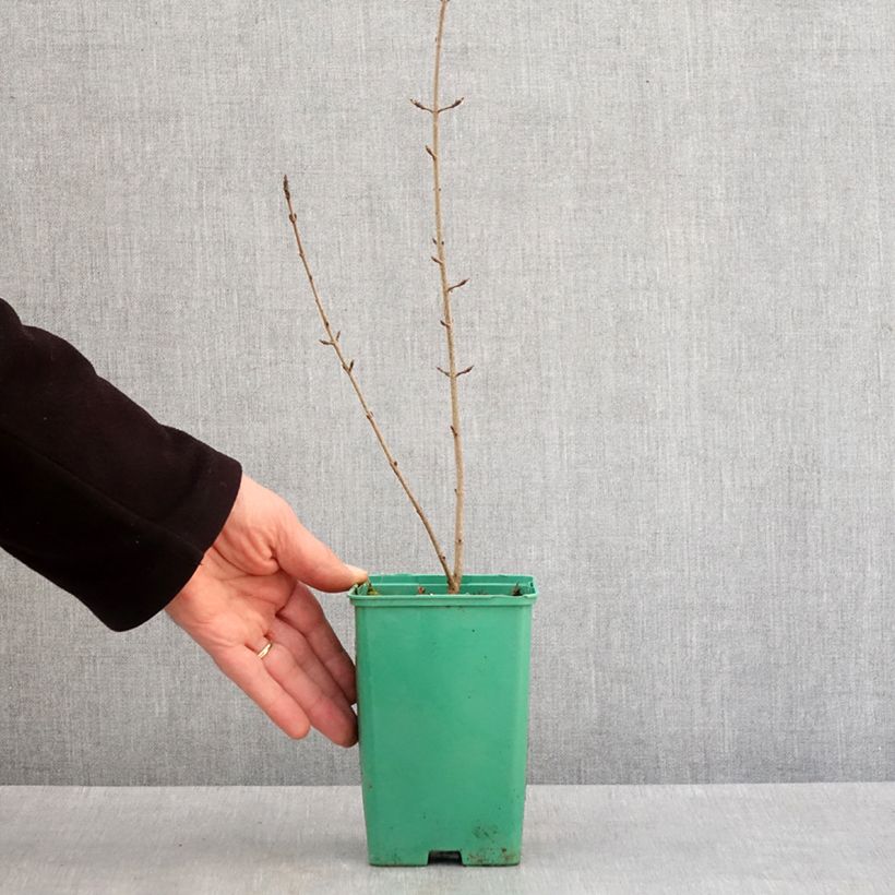 Example of Erable de Montpellier - Acer monspessulanum Pot van 10 cm/11 cm as you get in hiver