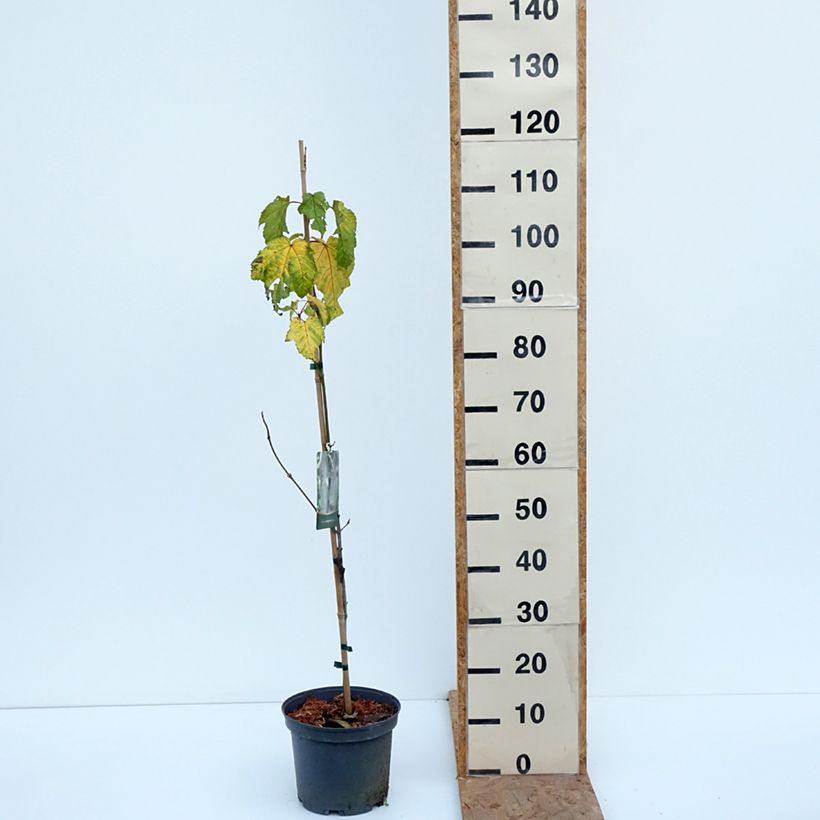 Exemplaar van Acer pensylvanicum - Pennsylvanische esdoorn Pot van 4 l/5 l zoals geleverd in de herfst